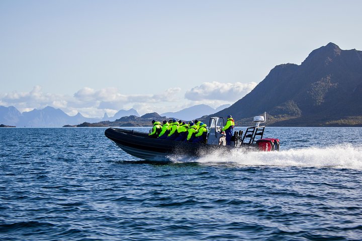 Havsörnssafari från Svolvær till Trollfjorden
