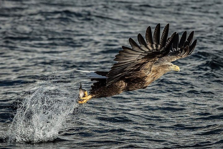 Havsörnssafari från Svolvær till Trollfjorden