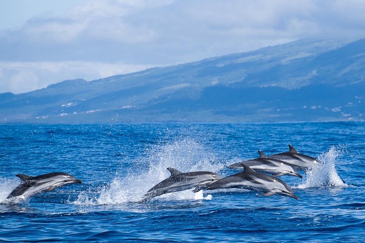 Tour di osservazione delle balene delle Azzorre – Ponta Delgada