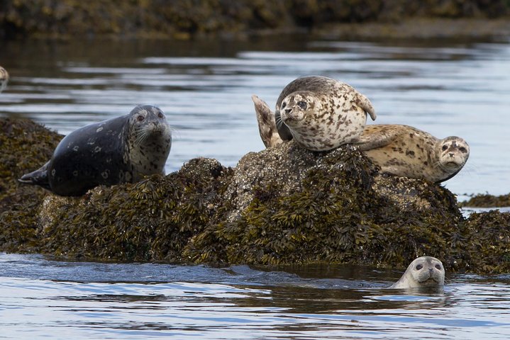 Victoria Aventura de observación de ballenas de medio día con fotos gratis