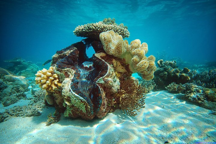 Green Island Reef Cruise - Halvdagstur från Cairns