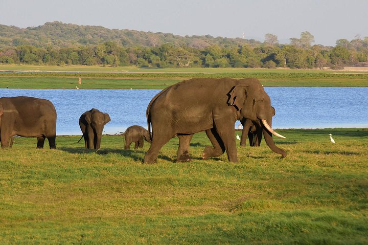 Private Jeep Safari To one of a Best National Park