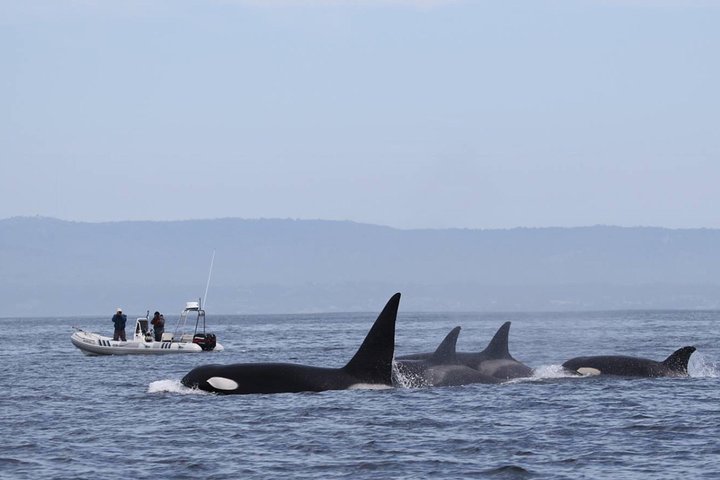 Ocean Safaris Walbeobachtung halbprivat begrenzt auf 6 Personen max.