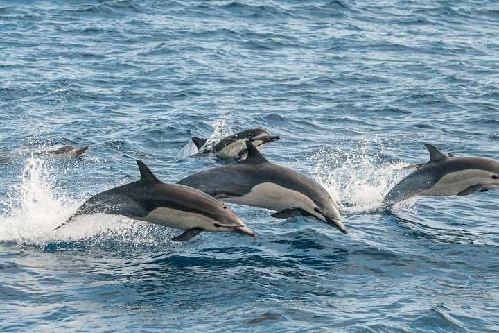 Ocean Safaris Walbeobachtung halbprivat begrenzt auf 6 Personen max.