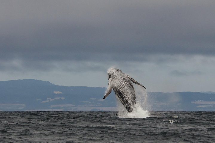 Ocean Safaris Walbeobachtung halbprivat begrenzt auf 6 Personen max.