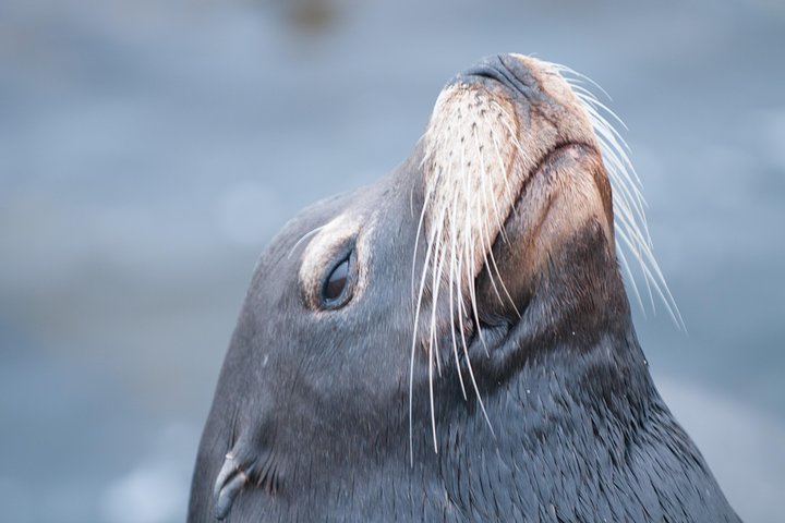 Ocean Safaris Walbeobachtung halbprivat begrenzt auf 6 Personen max.
