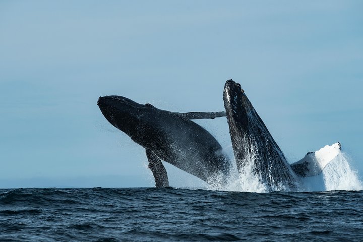 Ocean Safaris Walbeobachtung halbprivat begrenzt auf 6 Personen max.