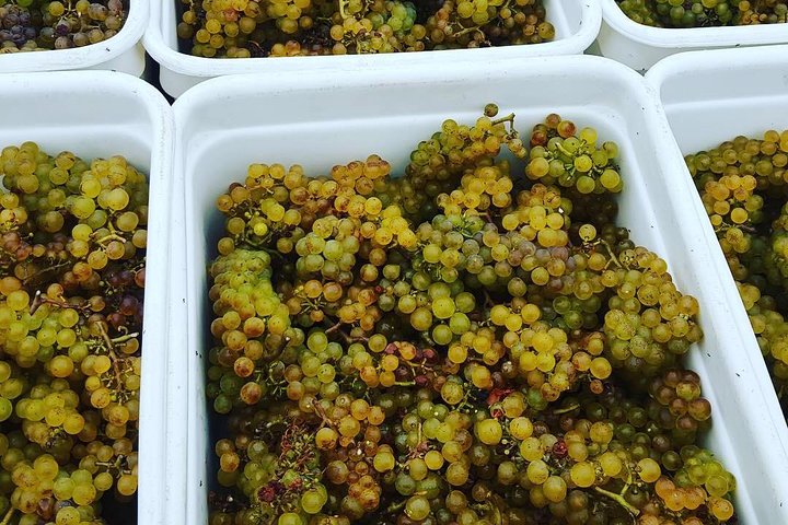 Waiheke island wine tours with Waitiki Tours