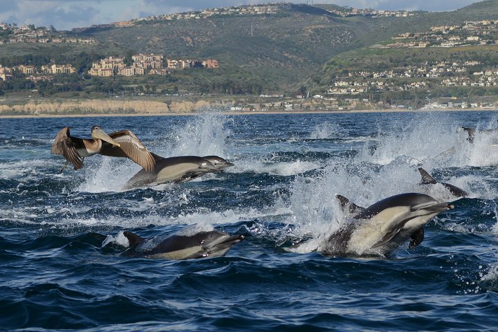 Croisière d'observation des baleines au départ de Newport Beach