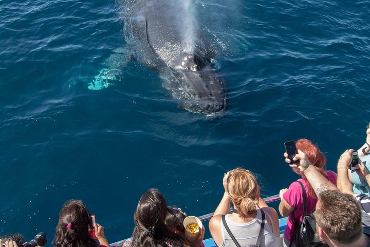 Croisière d'observation des baleines au départ de Newport Beach