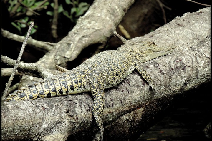 Selva tropical de Daintree, grupo pequeño de Mossman Gorge desde Port Douglas