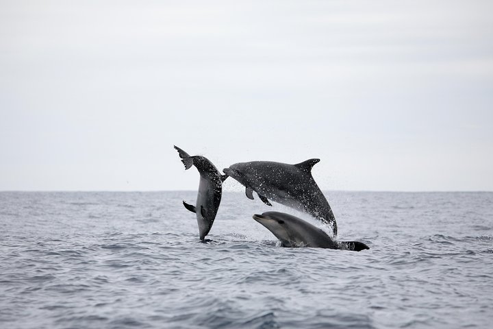 Tour di osservazione delle balene delle Azzorre – Ponta Delgada
