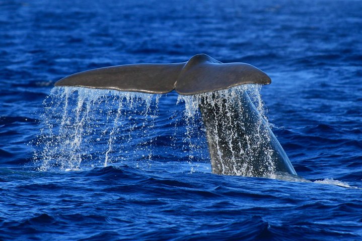 Tour de avistamiento de ballenas y delfines en la isla de Terceira