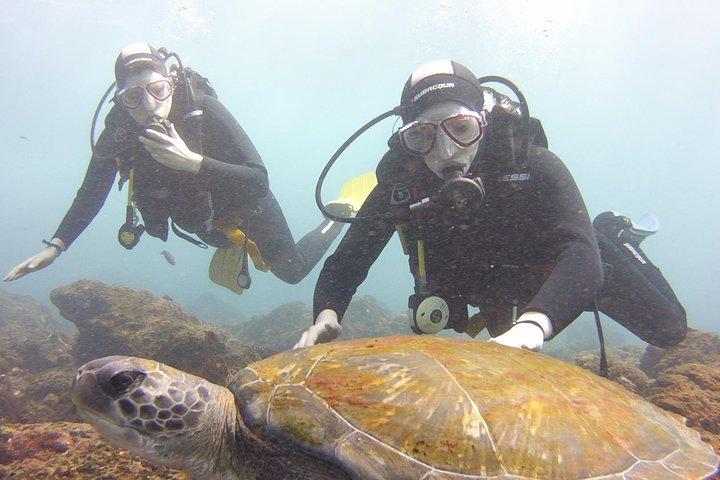 Scuba Diving Beginners Session i Costa Adeje