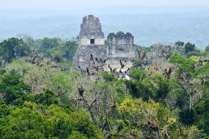 グアテマラシティからの昼食付きのティカル日帰り旅行