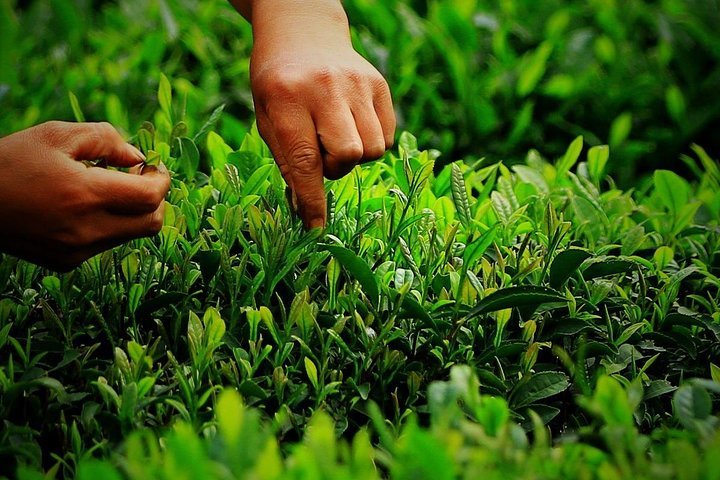Tour autentico dell'esperienza della cultura del tè di Hangzhou Longjing