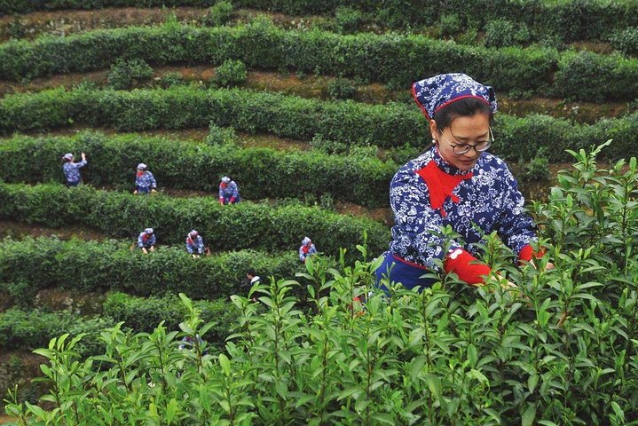 Tour autentico dell'esperienza della cultura del tè di Hangzhou Longjing