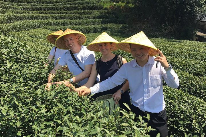 Tour autentico dell'esperienza della cultura del tè di Hangzhou Longjing