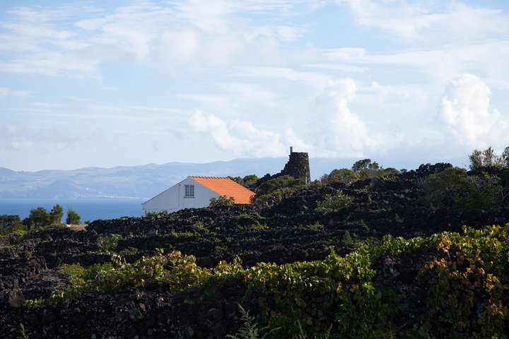 Banana Trip - Tour privato di un'intera giornata a Pico con andata e ritorno da Faial