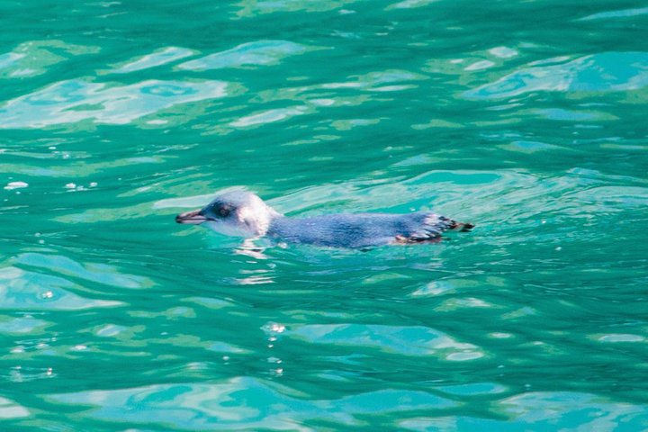Delfines de Akaroa ~ Crucero por la naturaleza