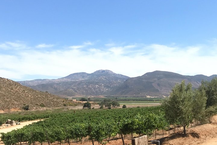 Visite gastronomique et œnologique premium de la vallée de Guadalupe