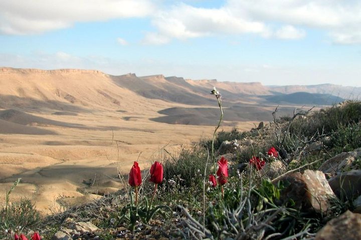 Udforsk Ramon krater : 2 - timers guidet jeep tur fra Mitzpe Ramon