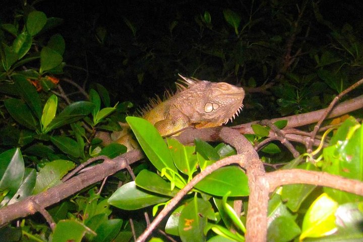 To-i-én-dagstur: El Yunque og Bio Bay-tur med transport