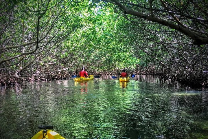 To-i-én-dagstur: El Yunque og Bio Bay-tur med transport