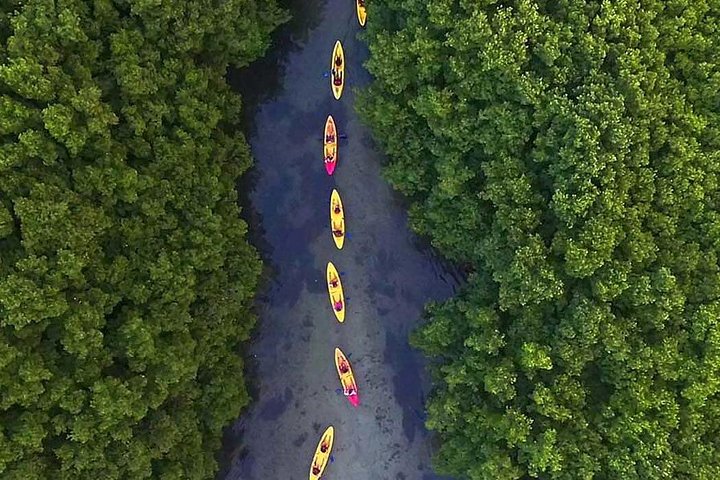 To-i-én-dagstur: El Yunque og Bio Bay-tur med transport