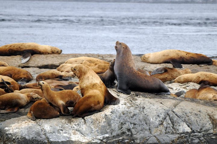 Victoria Aventura de observación de ballenas de medio día con fotos gratis