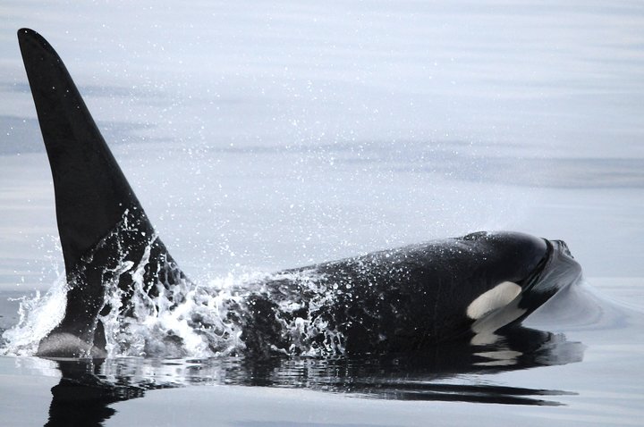 Victoria Aventura de observación de ballenas de medio día con fotos gratis