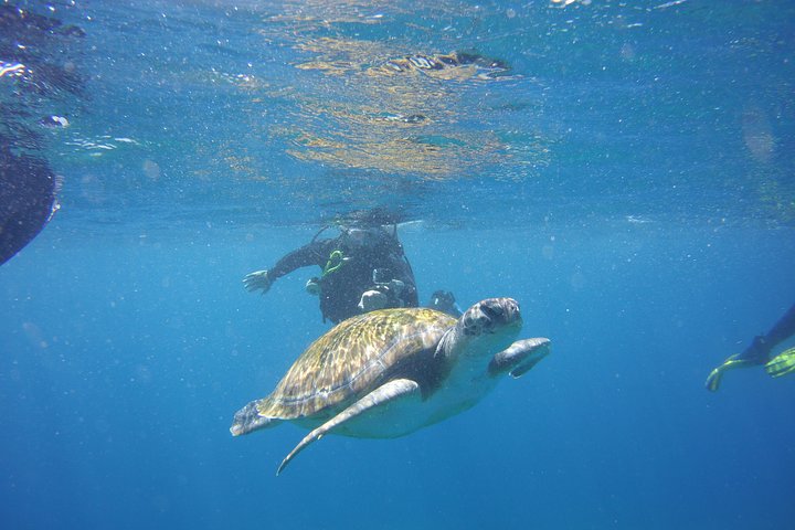 Scuba Diving Beginners Session i Costa Adeje