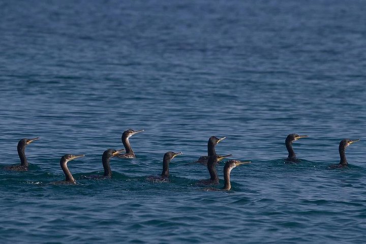 Excursion privée d'une demi-journée en bateau sur l'île Plavnik avec le capitaine. Bobo