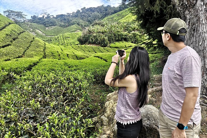 Cameron Highland beste dagstur fra Ipoh med lunsj (dagstur)
