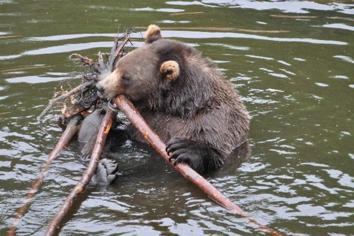 Tour guidato di gruppo ridotto di Sitka Wildlife and Totem Forest