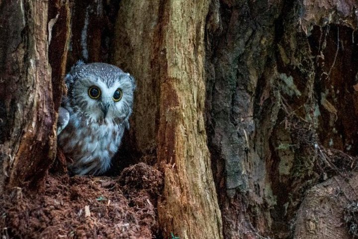 Tour guidato di gruppo ridotto di Sitka Wildlife and Totem Forest