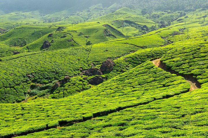 Excursion privée de 8 jours au Kerala (3 étoiles) avec Munnar, péniche et taxi - Iris Holidays