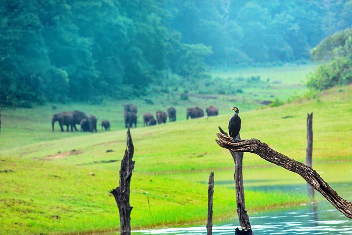 Excursion privée de 8 jours au Kerala (3 étoiles) avec Munnar, péniche et taxi - Iris Holidays