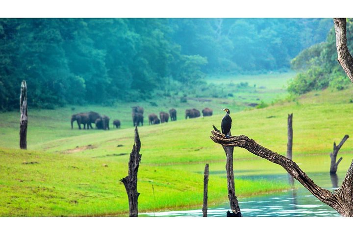 Excursion privée de 8 jours au Kerala (3 étoiles) avec Munnar, péniche et taxi - Iris Holidays