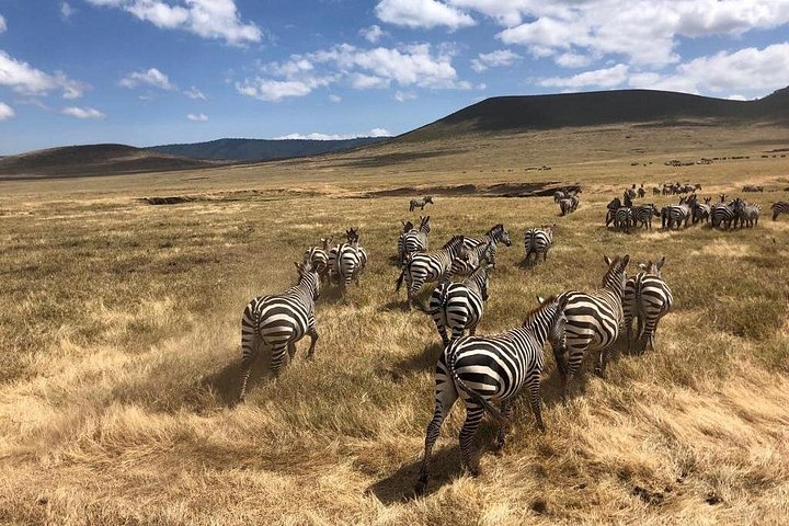 2-dagers privat luksussafari: Tarangire og Ngorongoro Tanzania