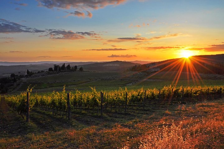 Excursão de vinho de meio dia em Chianti nas colinas da Toscana saindo de Pisa