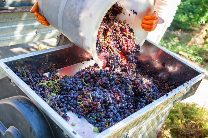 Excursão de vinho de meio dia em Chianti nas colinas da Toscana saindo de Pisa