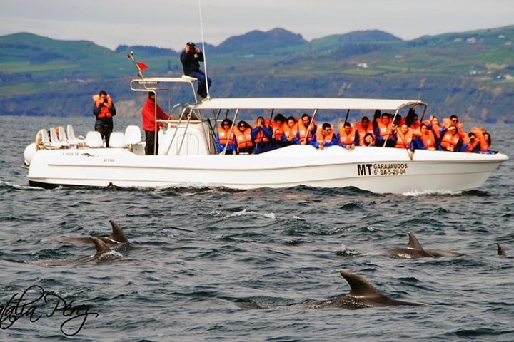 Walvissen spotten Tour + Vila Franca Islet: Hele dag met lunch