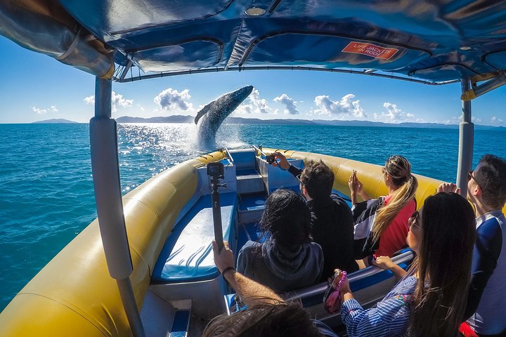 Ocean Forsränning: Whitehaven Beach, Snorkling och Hill Inlet Lookout