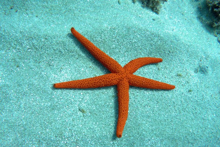 Tour in kayak e snorkeling per famiglie a San Jose Cabo de Gata