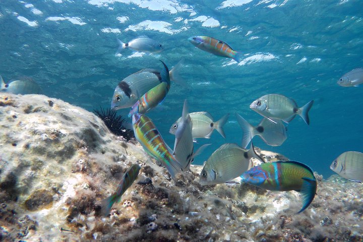 Tour in kayak e snorkeling per famiglie a San Jose Cabo de Gata
