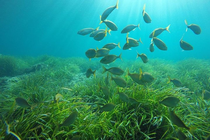 Tour in kayak e snorkeling per famiglie a San Jose Cabo de Gata