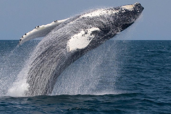 Valskådningsresor till Stellwagen Bank Marine Sanctuary. Garanterad syn!