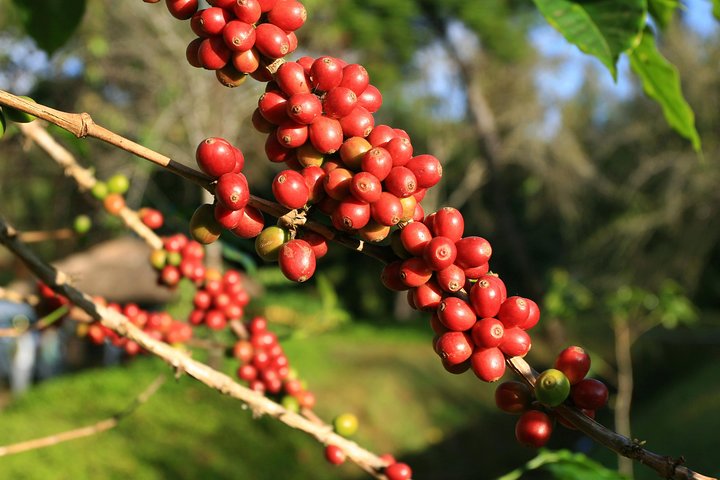 Tour del percorso dei fiori: città coloniali, artigianato e piantagioni di caffè