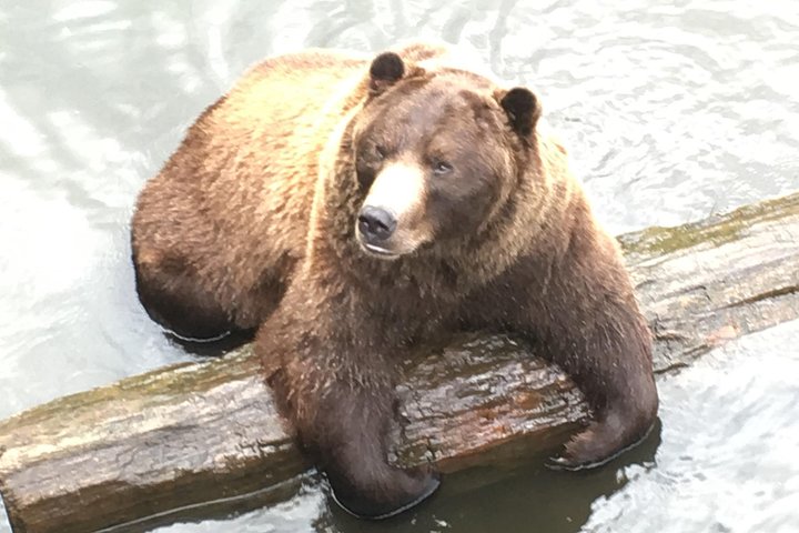 Simplemente increíble Tour de Sitka: Fortaleza del oso, Alaska Raptor y tótems